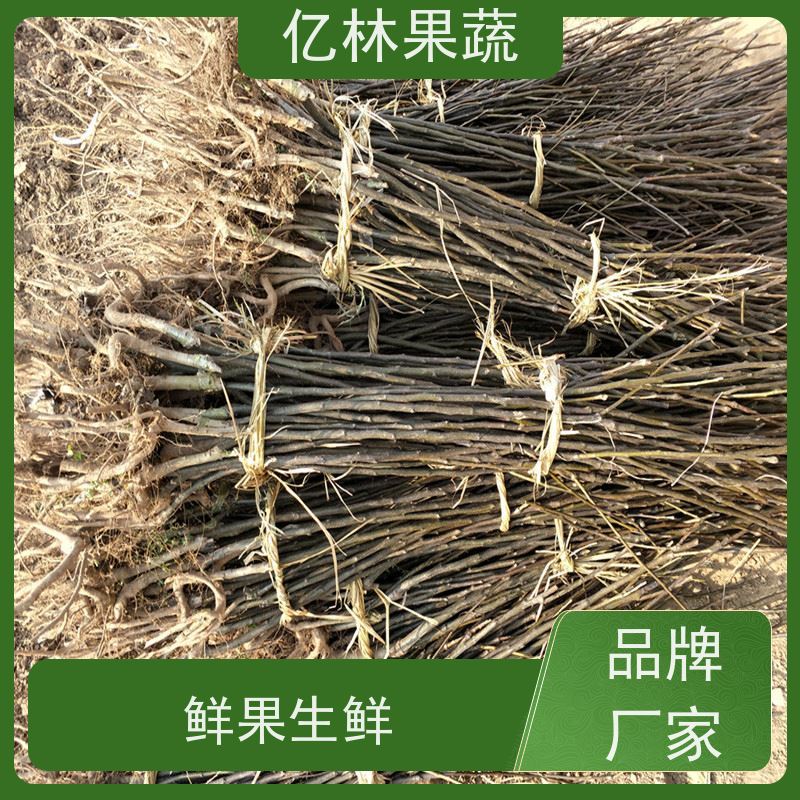 亿林苗木 桃树苗 三公分现挖现发 品种齐全 果实饱满味道好