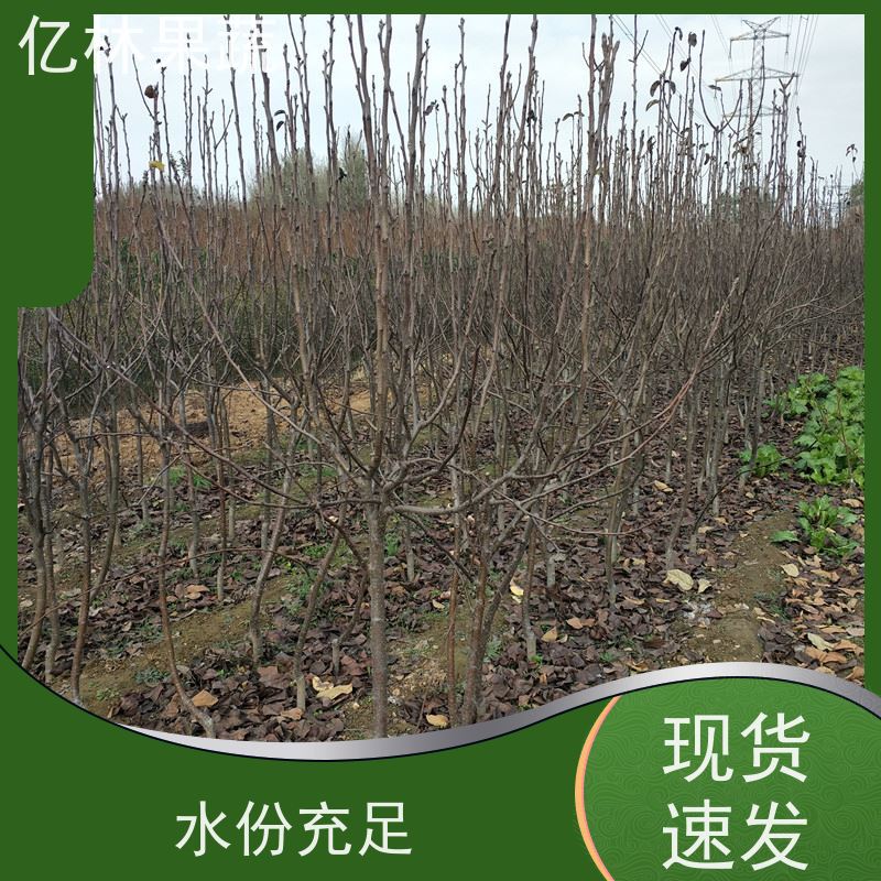 亿林苗木 园林嫁接桃苗 现挖现发新鲜 粗两公分 成活率高