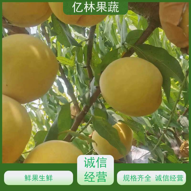 基地供应 油桃苗 三公分现挖现发 品种齐全 成活率高