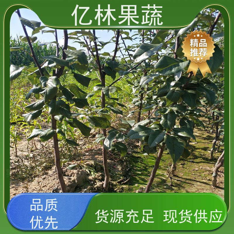 亿林苗木 黄桃苗 南北方种植 桃树果树苗 果实饱满味道好