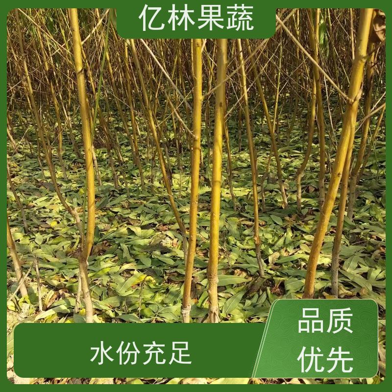 基地供应 晚熟桃树苗 三公分现挖现发 品种齐全 根系饱满成活率高