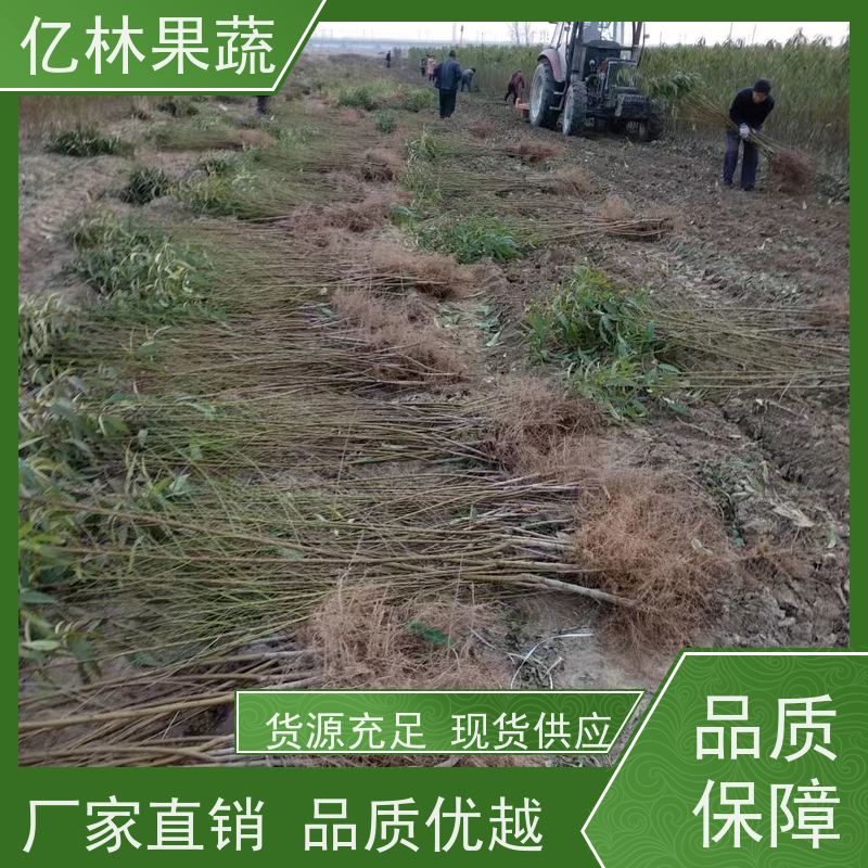 基地供应 油桃苗 新品种挑苗 香甜可口 果实饱满味道好