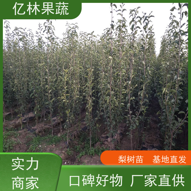 基地培育 秋彤桃 新品种挑苗 香甜可口 易栽培桃树苗