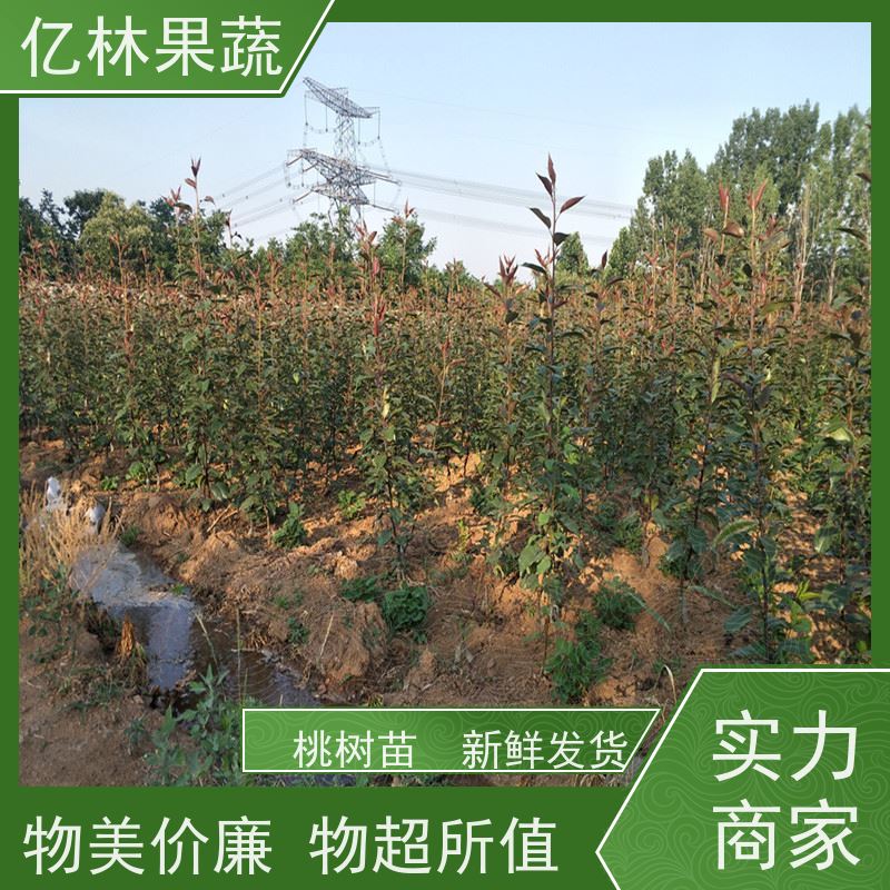 亿林苗木 油桃苗 盆栽地栽庭院桃树苗苗 成活率高