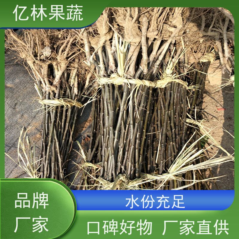 基地供应 冬桃苗 晚熟品种桃 口感脆甜 成活率高