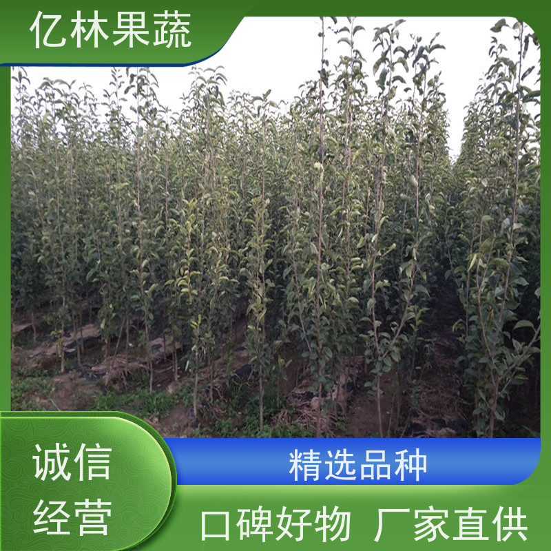 亿林苗木 园林嫁接桃苗 现挖现发新鲜 粗两公分 基地直发
