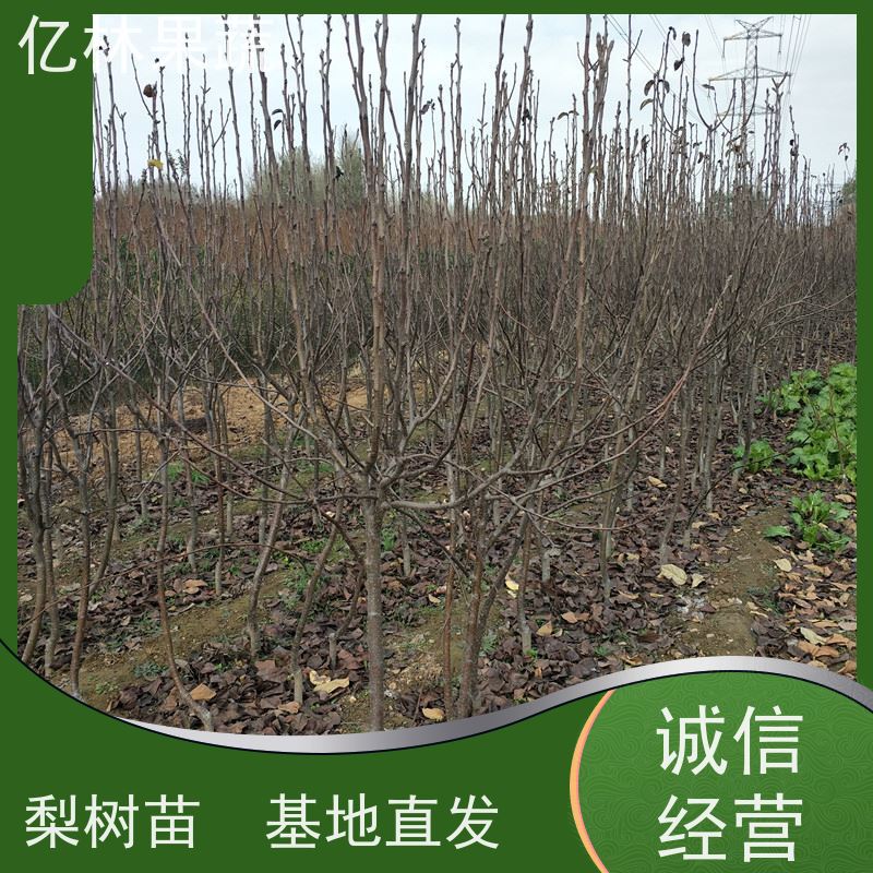 亿林苗木 冬桃苗 三公分现挖现发 品种齐全 果实饱满味道好