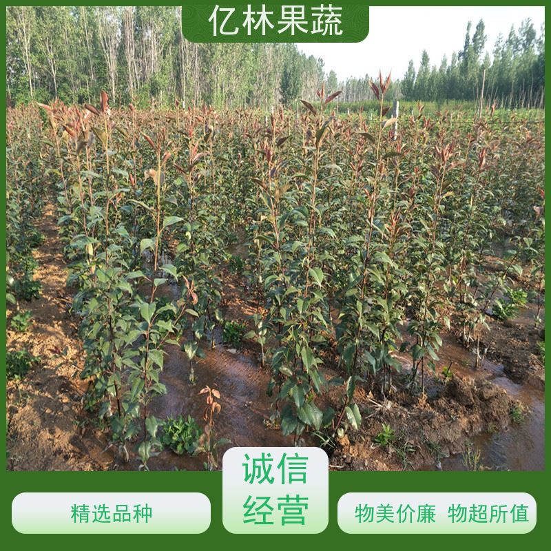 基地供应 冬桃苗 桃树果苗批发 自家园林 根系饱满成活率高