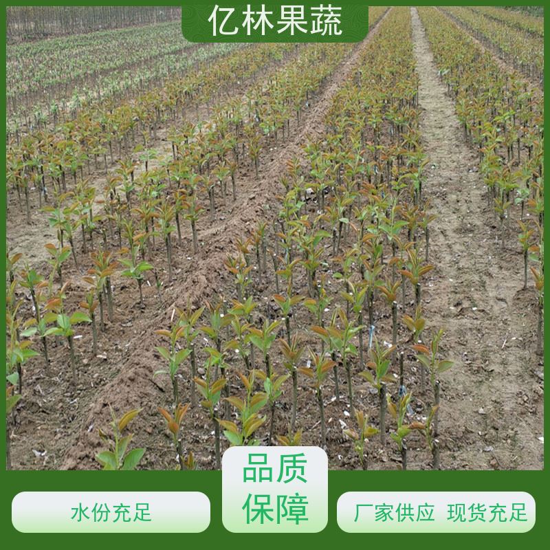 基地供应 油桃苗 三公分现挖现发 品种齐全 果实饱满味道好