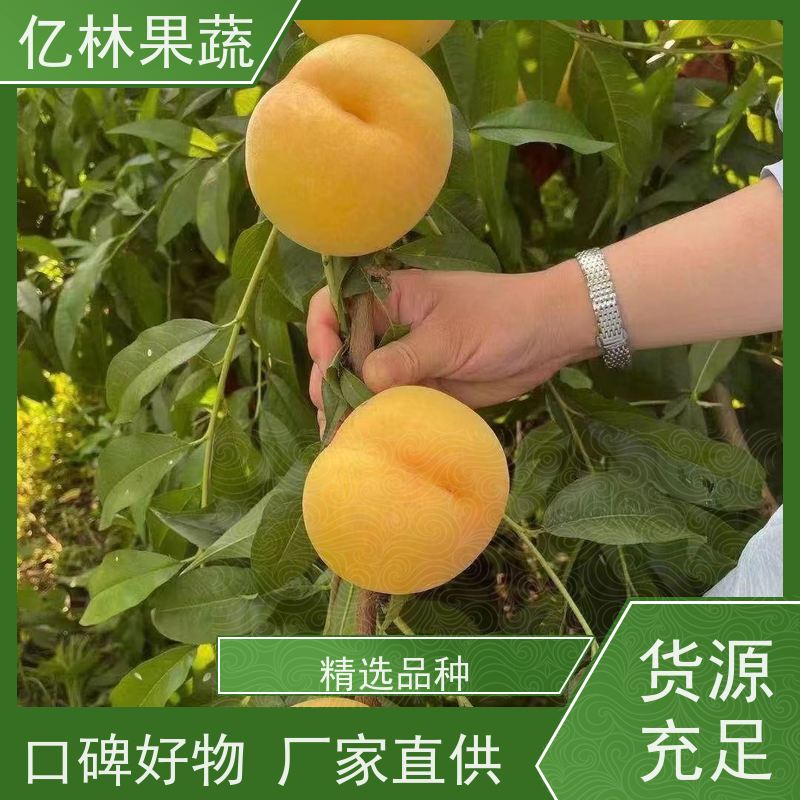 亿林苗木 桃树苗 现挖现发 口感香甜 果实饱满味道好