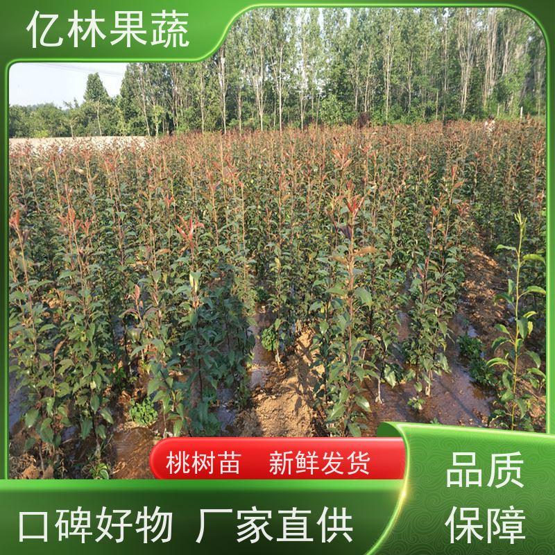 亿林苗木 秋彤桃 园林绿化果树苗 抗寒能力强 根系饱满成活率高