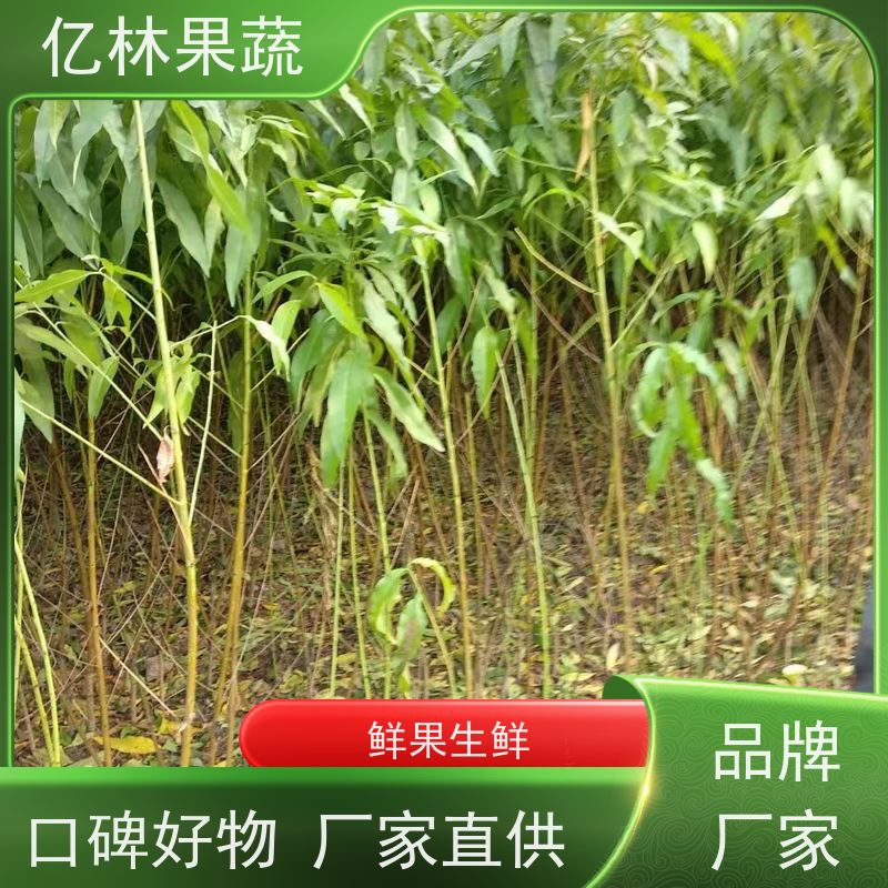 亿林苗木 园林嫁接桃苗 现挖现发新鲜 粗两公分 果实饱满味道好