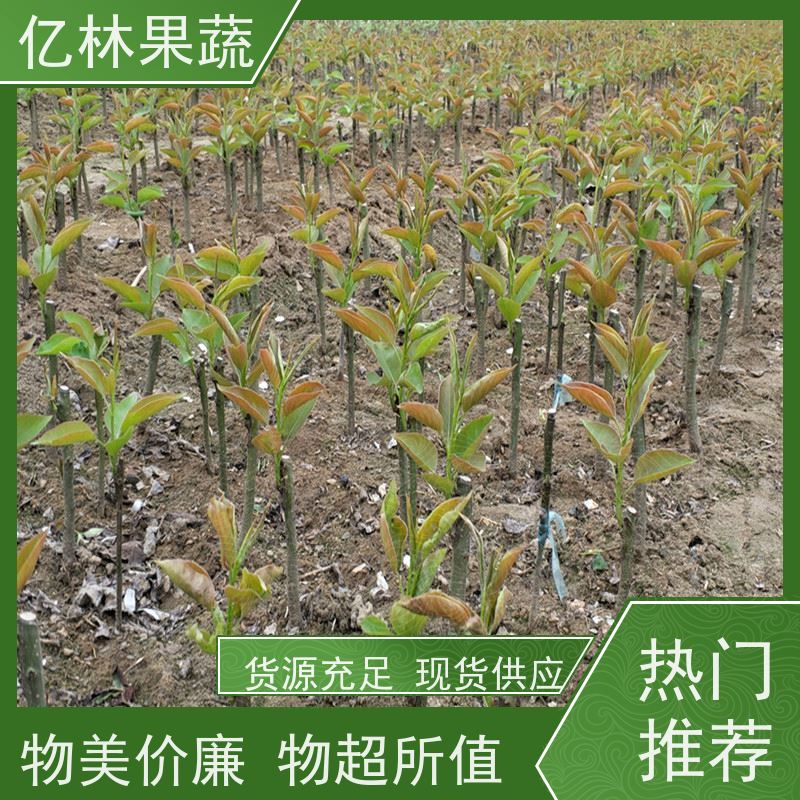 基地供应 油桃苗 园林绿化果树苗 抗寒能力强 成活率高