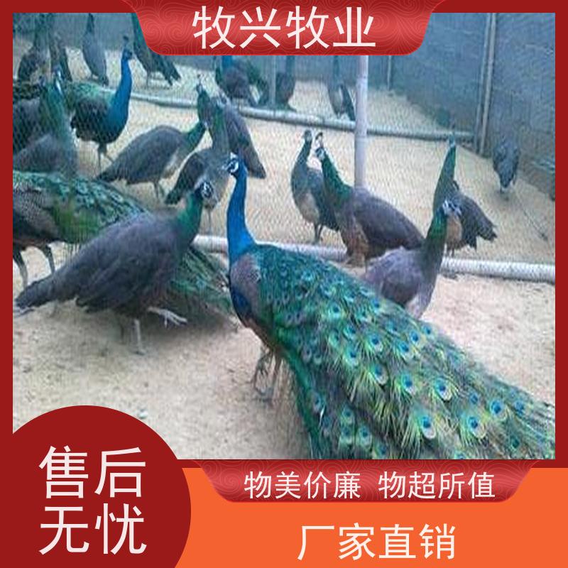 阜阳出售孔雀出售养殖场 