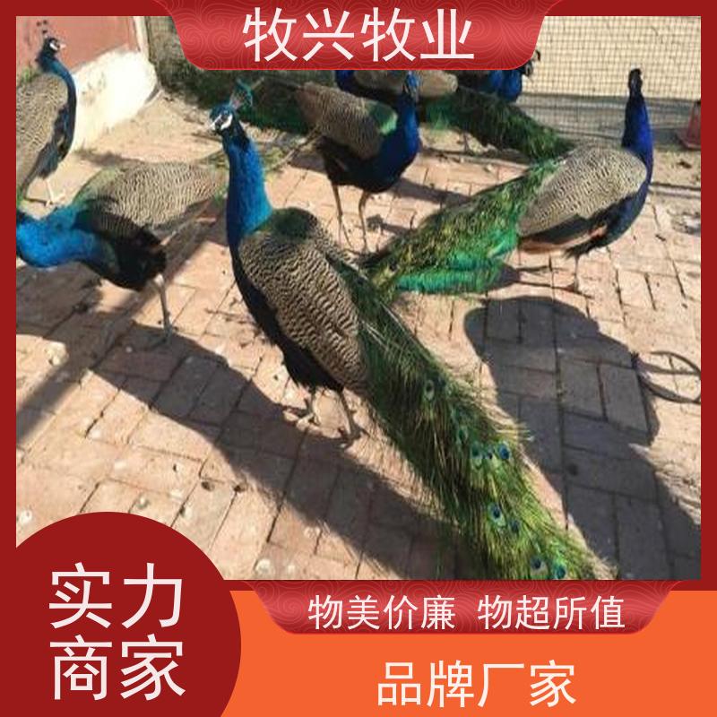 吐鲁番批发孔雀蓝孔雀 