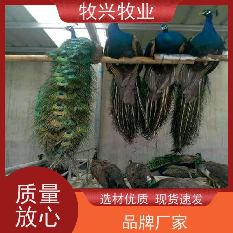 娄底孔雀苗专卖市场