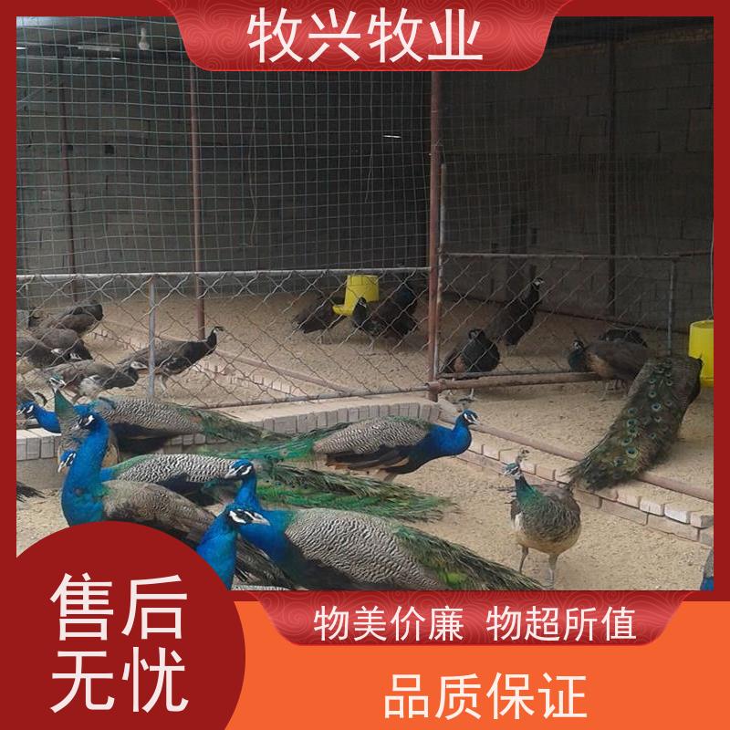 石首养殖孔雀出售孔雀苗
