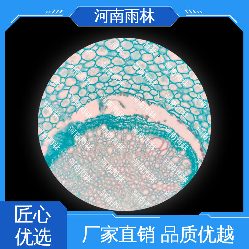 专业 细胞清晰 售后无忧 生物切片 雨林教育工程