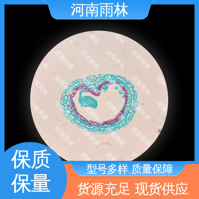 雨林教育 颜色鲜亮 售后无忧 实验切片 支持定制
