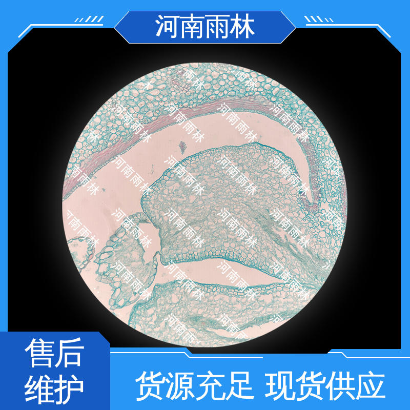 切片安全 售后无忧 病害标本 个性化定做 雨林教育工程
