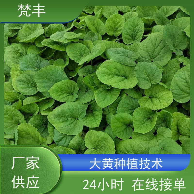 梵丰 大黄饮片 原产地 种植基地 库存充足 成活率高