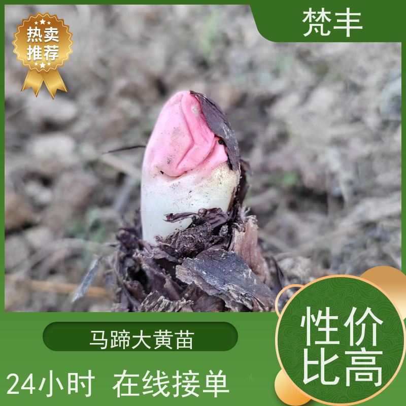 梵丰 大黄驯化苗 成活率高 品质好 长期供应 诚信经营