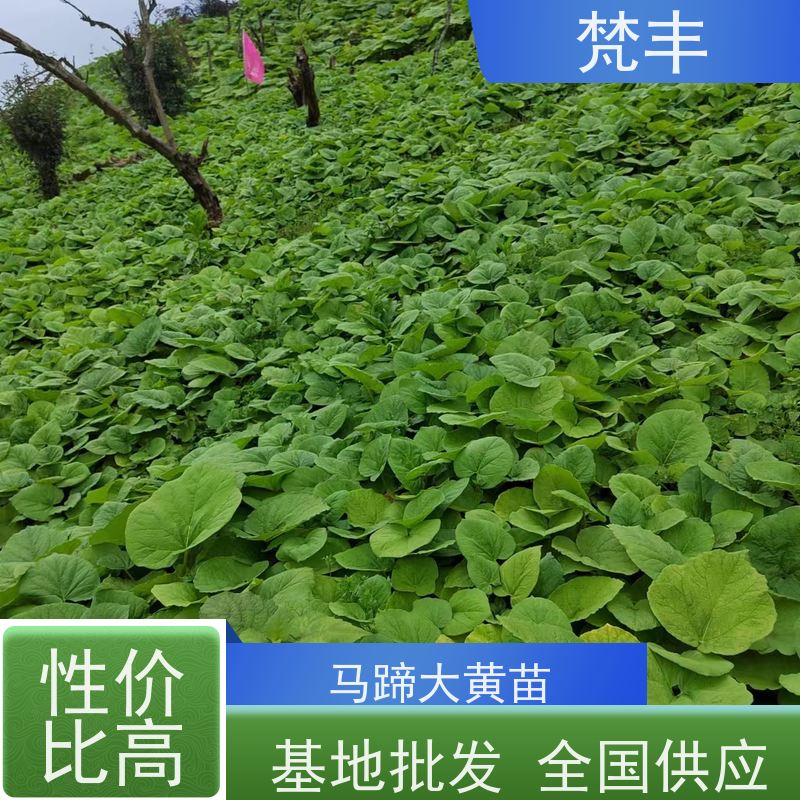 梵丰 大黄育苗 活抗虫害全国发货 库存充足 厂家供应