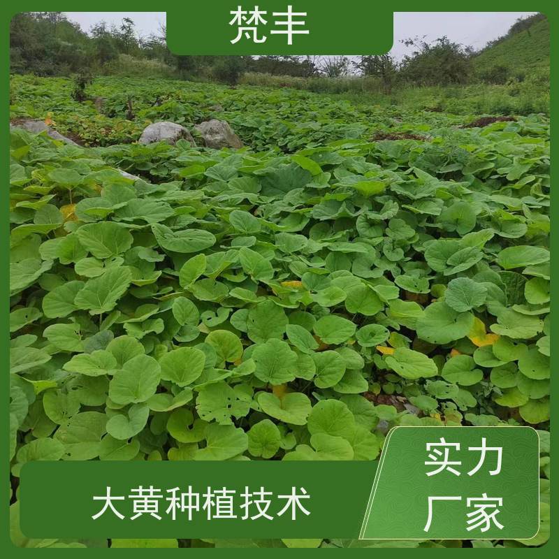 梵丰 马蹄大黄苗 现挖 好种 易活活 长期供应 诚信经营