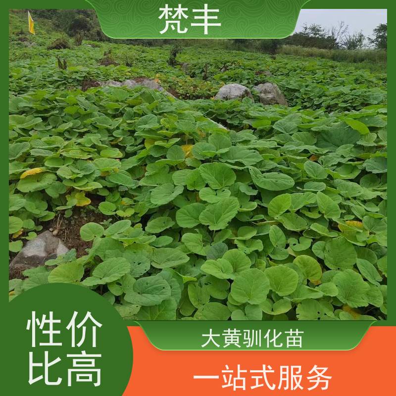 梵丰 大黄用途 活抗虫害全国发货 长期供应 诚信经营