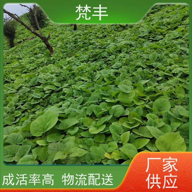 梵丰 大黄育苗 现挖 好种 易活活 库存充足 成活率高