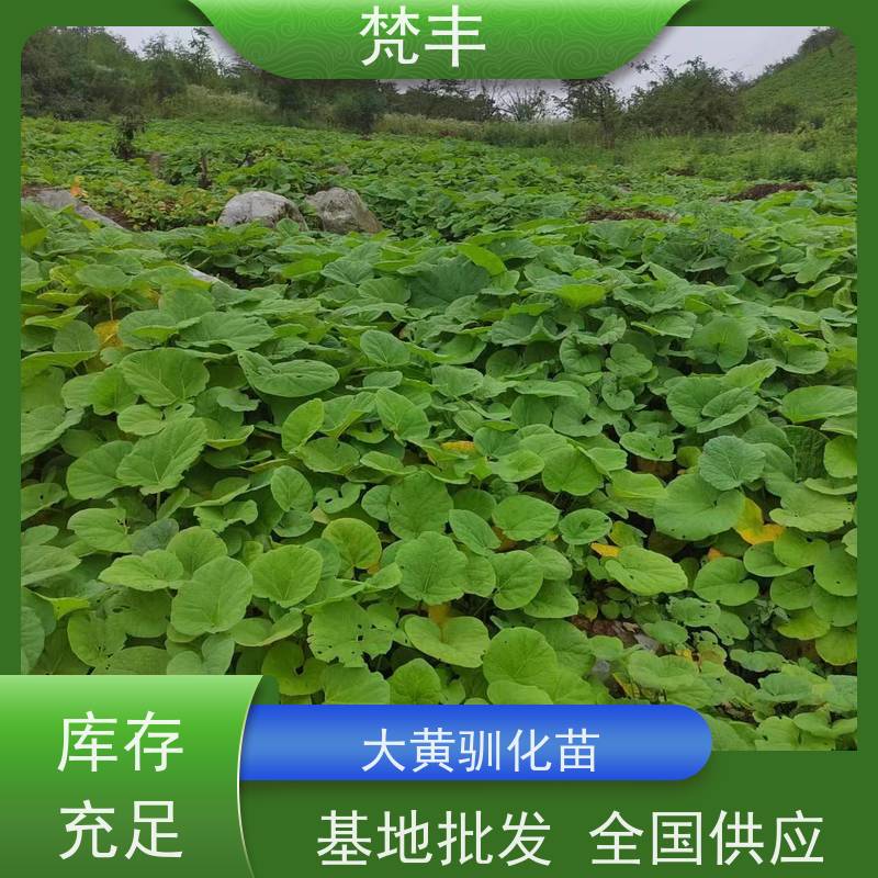 梵丰 大黄驯化技术 活抗虫害全国发货 库存充足 厂家供应