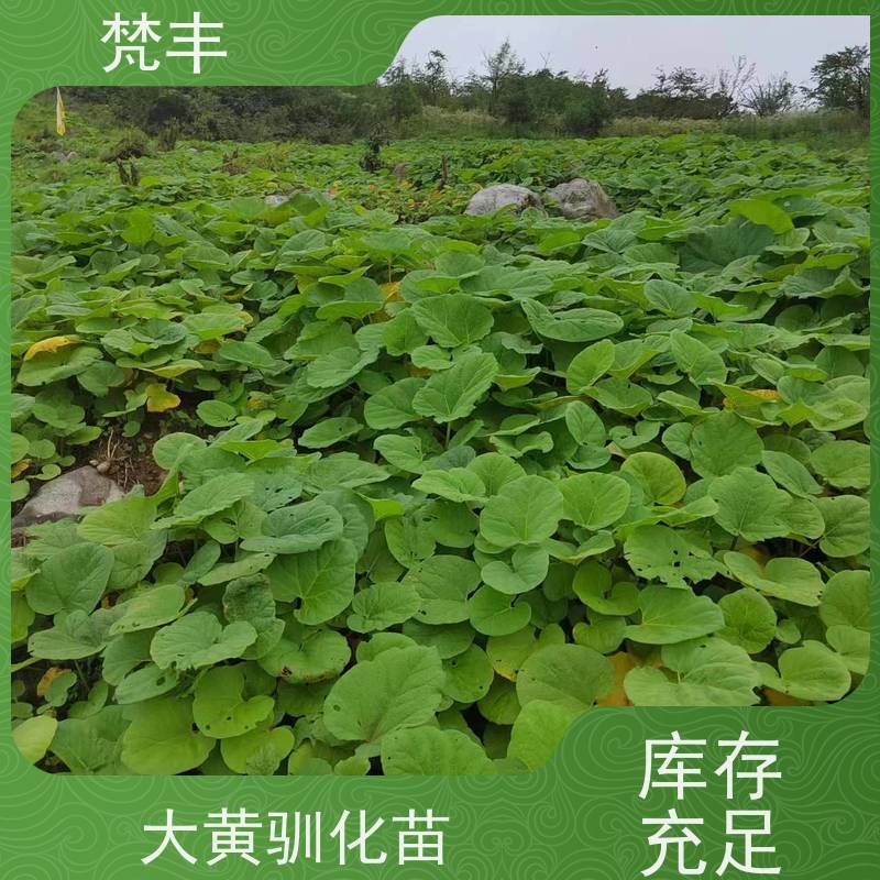梵丰 大黄施肥 中药材苗容易种活 欢迎来电洽谈