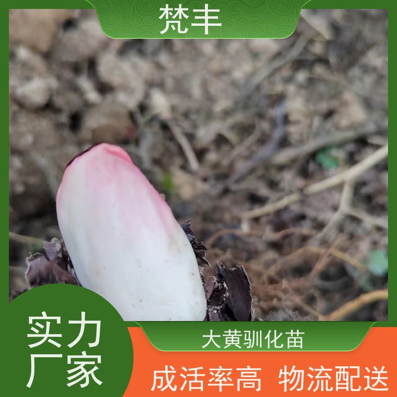 梵丰 大黄种子 活抗虫害全国发货 在线接单 物流配送 
