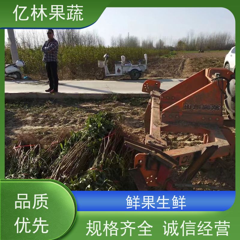 基地供应 园林嫁接桃苗 现挖现发新鲜 粗两公分 成活率高