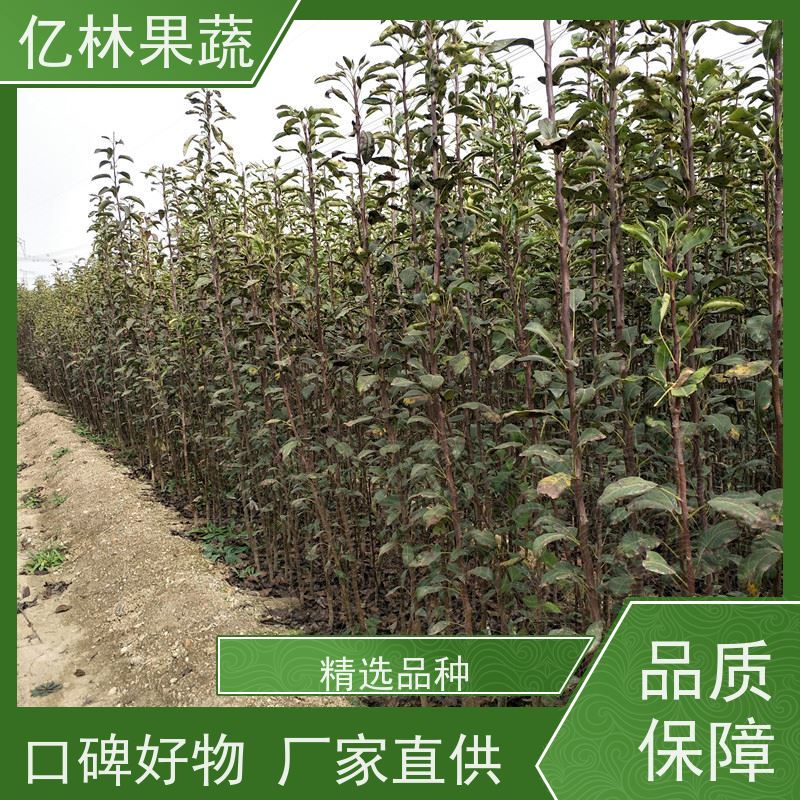 基地供应 油桃苗 园林绿化果树苗 抗寒能力强 果实饱满味道好