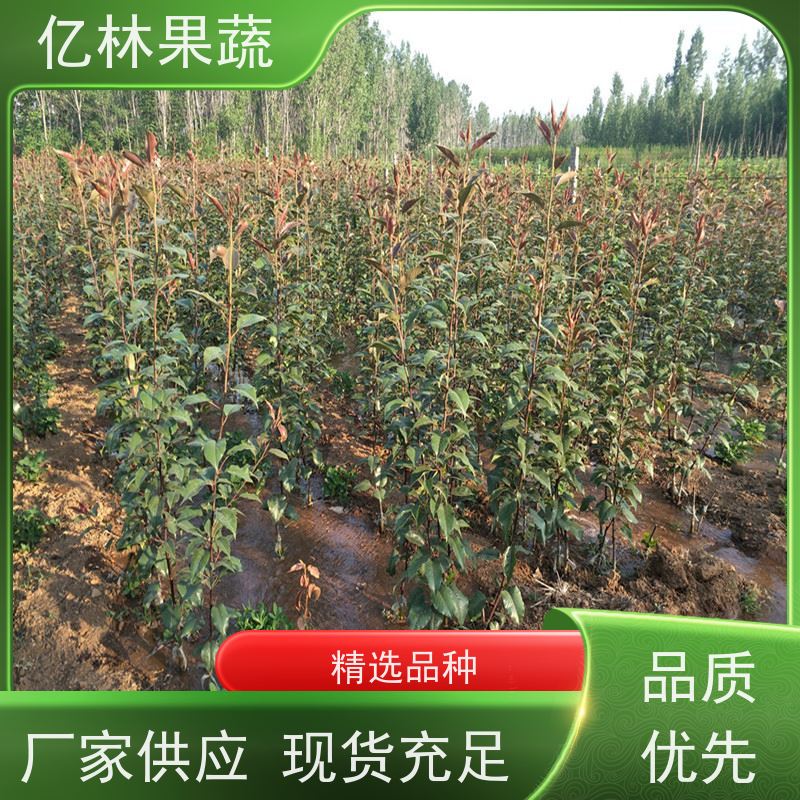 亿林苗木 油桃苗 园林绿化果树苗 抗寒能力强 根系饱满成活率高