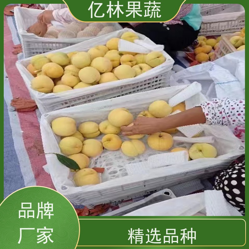 亿林苗木 桃树苗 三公分现挖现发 品种齐全 根系饱满成活率高