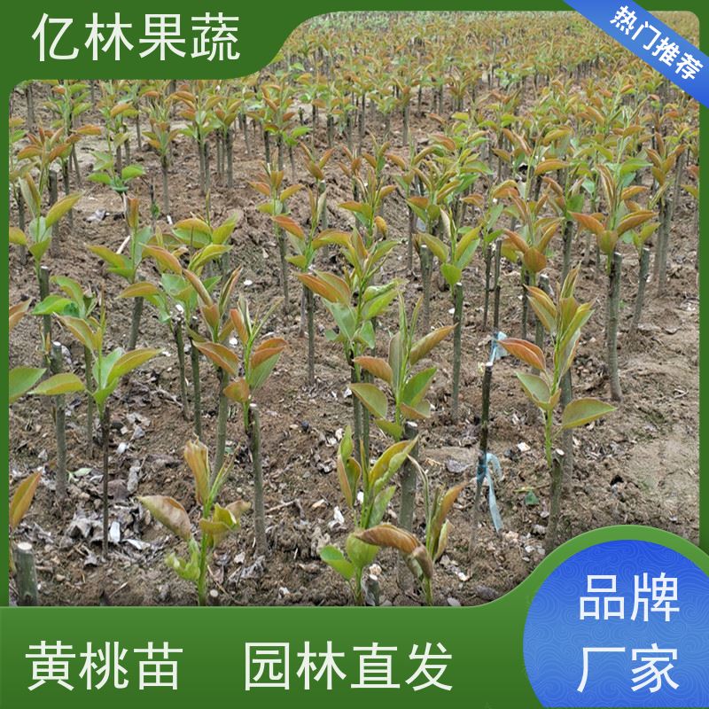 基地供应 油桃苗 果树苗批发 当年结果 成活率高