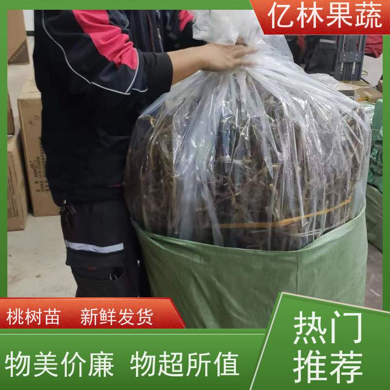 亿林苗木 桃树苗 新品种挑苗 香甜可口 基地直发