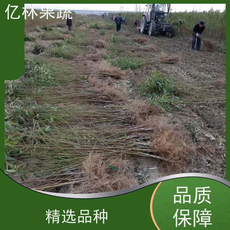 亿林苗木 冬桃苗 新品种挑苗 香甜可口 果实饱满味道好