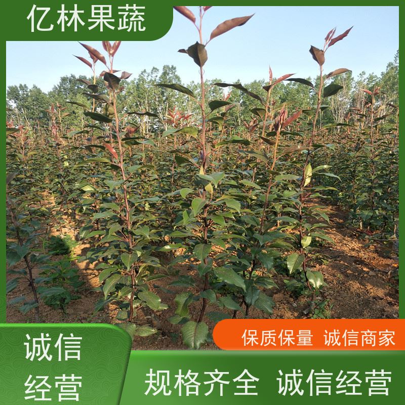 基地培育 冬桃苗 现挖现发新鲜 粗两公分 果实饱满味道好