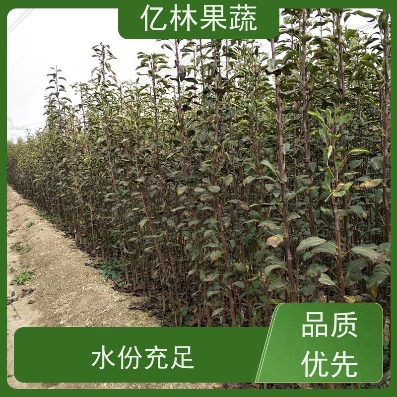 亿林苗木 冬桃苗 晚熟品种桃 口感脆甜 易栽培桃树苗