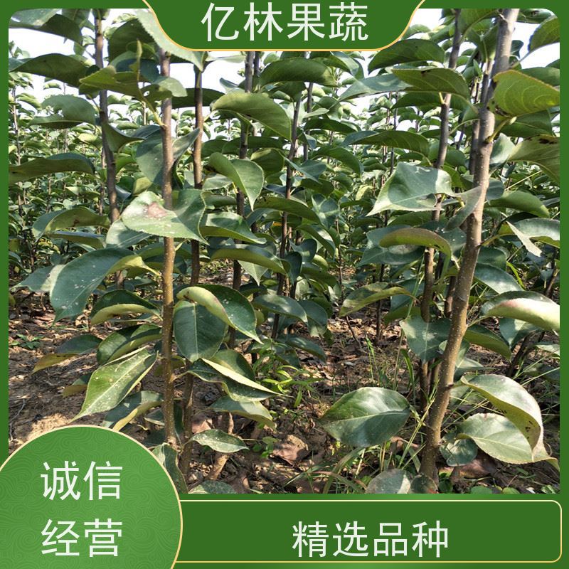 亿林苗木 秋彤桃 新品种挑苗 香甜可口 果实饱满味道好