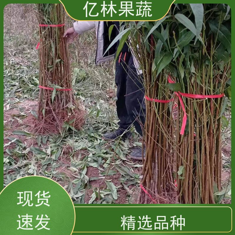 亿林苗木 油桃苗 三公分现挖现发 品种齐全 基地直发