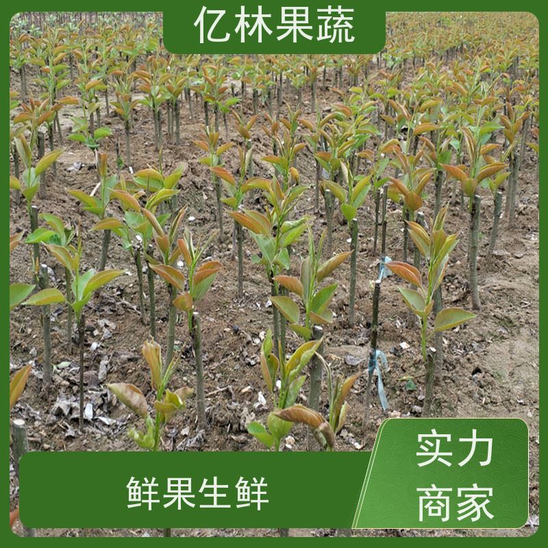 基地供应 秋彤桃 果树苗批发 当年结果 成活率高