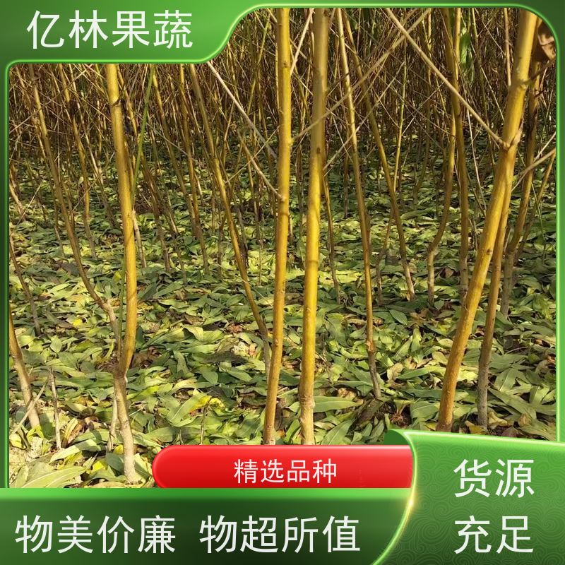 基地供应 黄桃苗 盆栽地栽庭院桃树苗苗 果实饱满味道好
