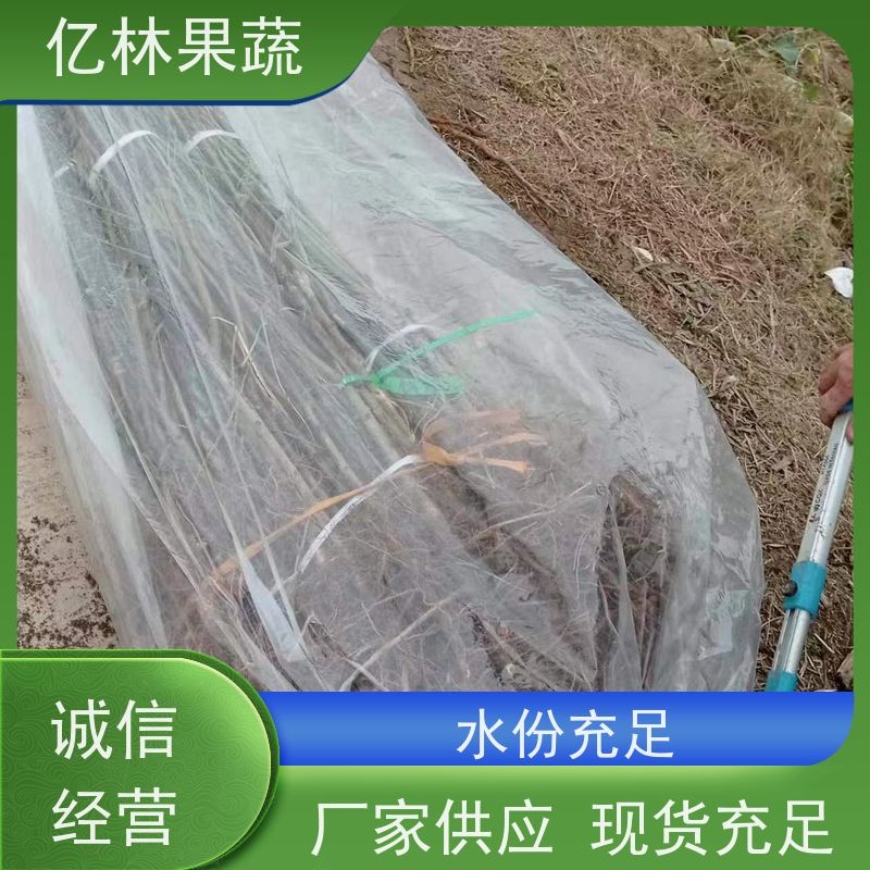 亿林苗木 油桃苗 三公分现挖现发 品种齐全 果实饱满味道好