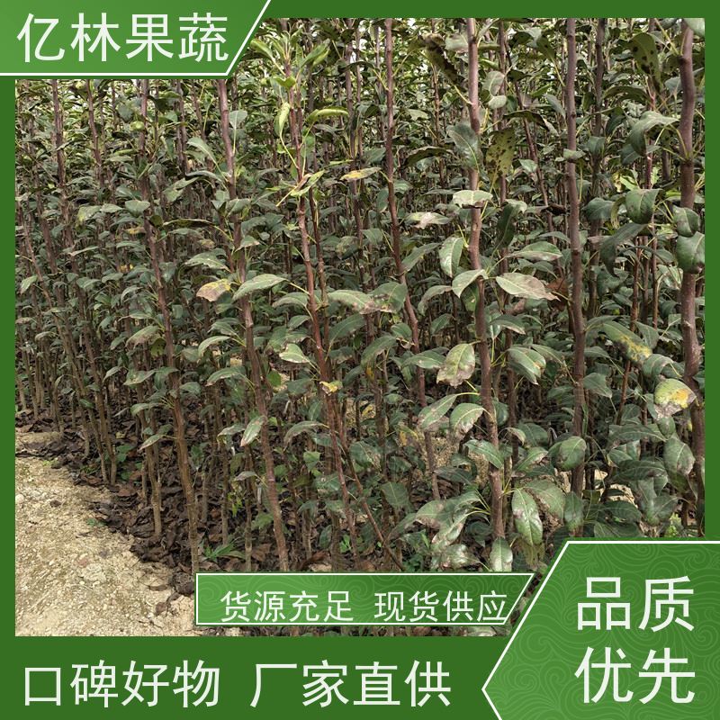 基地供应 油桃苗 园林绿化果树苗 抗寒能力强 成活率高