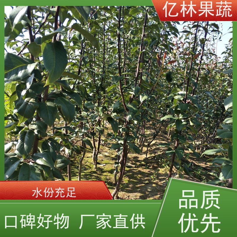 基地供应 园林嫁接桃苗 三公分现挖现发 品种齐全 根系饱满成活率高