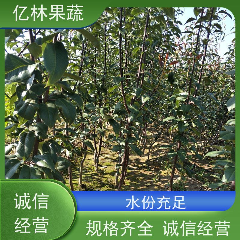 基地供应 黄桃苗 三公分现挖现发 品种齐全 易栽培桃树苗